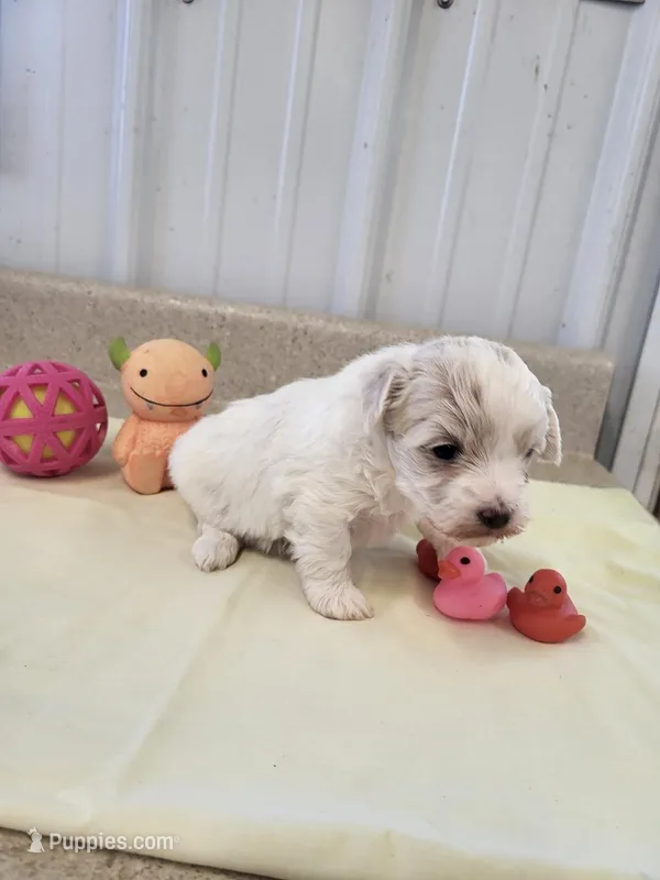 Lady – Maltipoo puppy for sale in Seymour, MO
