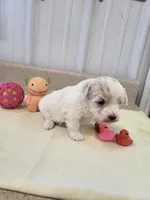 Lady, a female Maltipoo for sale in Seymour, MO – 1 of 2