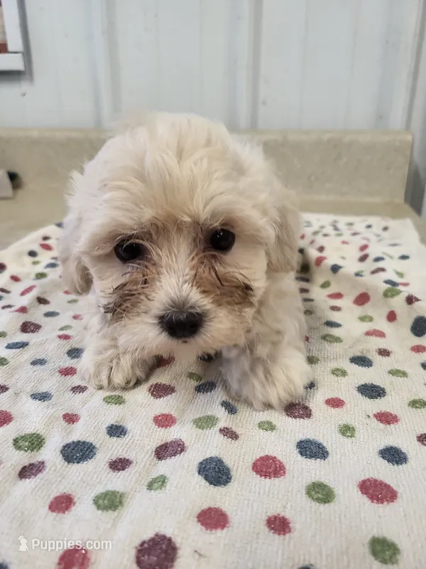 Ginger – Cavapoo puppy for sale in Seymour, MO