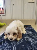 Buddy, a male Cavapoo for sale in Seymour, MO – 5 of 5
