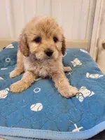 Bentley, a male Cavapoo for sale in Seymour, MO – Photo 2 of 5