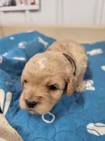 Bentley, a male Cavapoo for sale in Seymour, MO – Photo 4 of 5