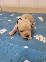 Bentley, a male Cavapoo for sale in Seymour, MO – Photo 5 of 5