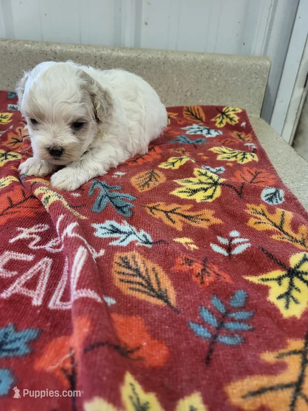 Bella – Maltipoo puppy for sale in Seymour, MO