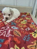 Chloe, a female Maltipoo for sale in Seymour, MO – 2 of 5
