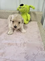 Oliver, a male Maltipoo for sale in Seymour, MO – 4 of 6