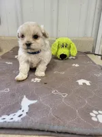 Oliver, a male Maltipoo for sale in Seymour, MO – 1 of 6