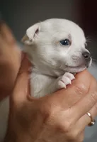 King Lorens, a male Chihuahua for sale in Brooklyn, NY – 6 of 10