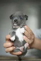 Linda, a female Chihuahua for sale in Brooklyn, NY – 8 of 10