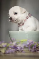 King Lorens, a male Chihuahua for sale in Brooklyn, NY – 3 of 10