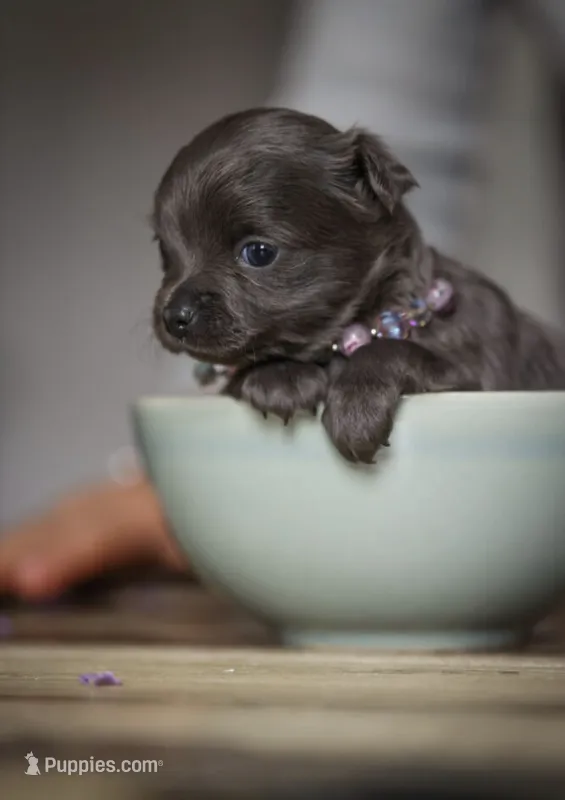Lu lu – Chihuahua puppy for sale in Brooklyn, NY