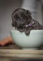 Lu lu, a female Chihuahua for sale in Brooklyn, NY – 1 of 10
