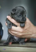Lu lu, a female Chihuahua for sale in Brooklyn, NY – 8 of 10