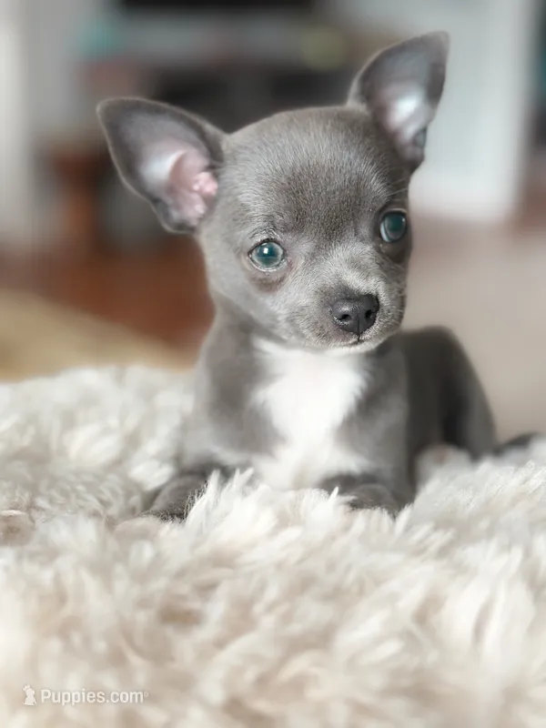 Linda – Chihuahua puppy for sale in Brooklyn, NY