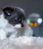 Luna, a female Chihuahua for sale in Brooklyn, NY – 6 of 10