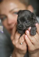 Lu lu, a female Chihuahua for sale in Brooklyn, NY – 9 of 10