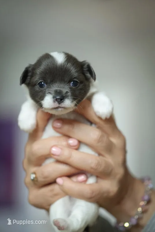 Luna – Chihuahua puppy for sale in Brooklyn, NY