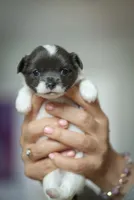 Luna, a female Chihuahua for sale in Brooklyn, NY – 1 of 10