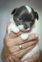 Luna, a female Chihuahua for sale in Brooklyn, NY – 6 of 10