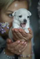 King Lorens, a male Chihuahua for sale in Brooklyn, NY – 5 of 10