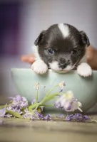 Luna, a female Chihuahua for sale in Brooklyn, NY – 2 of 10
