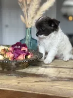 Luna, a female Chihuahua for sale in Brooklyn, NY – 3 of 10