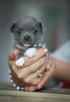 Linda, a female Chihuahua for sale in Brooklyn, NY – 7 of 10