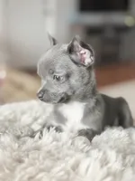 Linda, a female Chihuahua for sale in Brooklyn, NY – 4 of 9