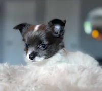Luna, a female Chihuahua for sale in Brooklyn, NY – 8 of 10