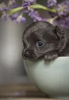 Lu lu, a female Chihuahua for sale in Brooklyn, NY – 6 of 10