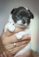 Luna, a female Chihuahua for sale in Brooklyn, NY – 4 of 10