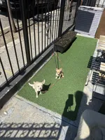 Vida, a female Chihuahua for sale in Brooklyn, NY – Photo 4 of 10