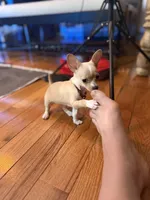 Vida, a female Chihuahua for sale in Brooklyn, NY – Photo 8 of 10