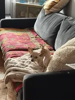 Vida, a female Chihuahua for sale in Brooklyn, NY – Photo 6 of 10