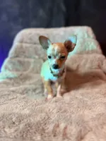 Vida, a female Chihuahua for sale in Brooklyn, NY – Photo 10 of 10