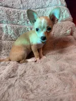 Vida, a female Chihuahua for sale in Brooklyn, NY – Photo 9 of 10