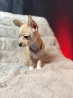 Vida, a female Chihuahua for sale in Brooklyn, NY – Photo 2 of 10