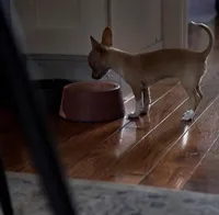 Vida, a female Chihuahua for sale in Brooklyn, NY – Photo 5 of 10