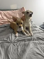 Vida, a female Chihuahua for sale in Brooklyn, NY – Photo 3 of 10