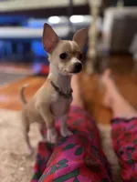 Vida, a female Chihuahua for sale in Brooklyn, NY – Photo 7 of 10