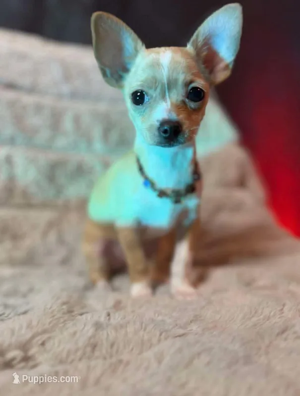 Vida – Chihuahua puppy for sale in Brooklyn, NY
