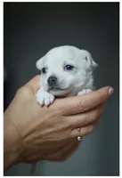 King Lorens, a male Chihuahua for sale in Brooklyn, NY – 1 of 10