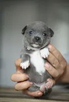 Linda, a female Chihuahua for sale in Brooklyn, NY – 6 of 10