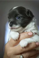 Luna, a female Chihuahua for sale in Brooklyn, NY – 5 of 10