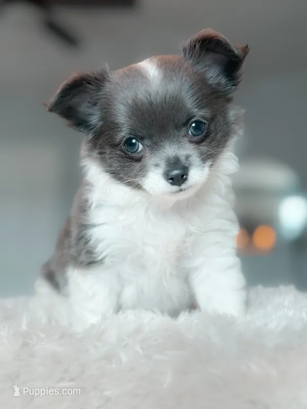 Luna – Chihuahua puppy for sale in Brooklyn, NY