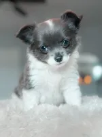 Luna, a female Chihuahua for sale in Brooklyn, NY – 1 of 10