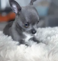 Linda, a female Chihuahua for sale in Brooklyn, NY – 9 of 9
