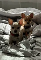 King Lorens, a male Chihuahua for sale in Brooklyn, NY – 7 of 10