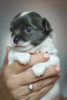 Luna, a female Chihuahua for sale in Brooklyn, NY – 9 of 10