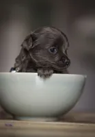 Lu lu, a female Chihuahua for sale in Brooklyn, NY – 7 of 10